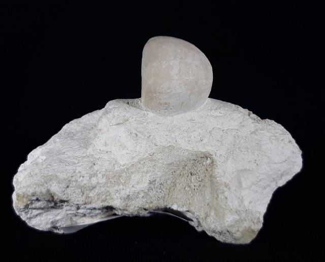 Conulus subrotundus (MANTELL 1822) - Bild © FossNet FossilienStore